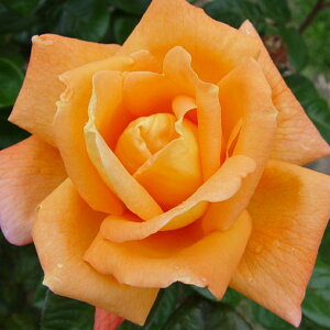 o c yChtB[l (HT)  lG炫z 2N ڂؑc KN [Y o  c