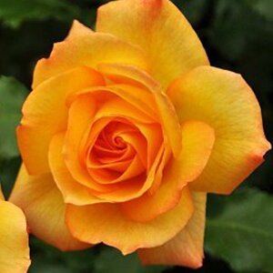 バラ 苗 【つるバラ サハラ’98 (CL) 返り咲き】 3年生 接ぎ木 約1.3m 大苗 (長尺苗) アーチ向け 薔薇 ローズ バラ の 苗