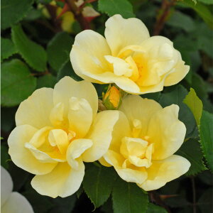 OUTLET ROSE [yVs̔]o c  yTj[mbNAEg (FL)  lG炫z 2N ڂؑc KN [Y o  c  o 