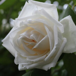 バラ 苗 【つるバラ 新雪 (CL) 四季咲き】 2年生 接ぎ木大苗 アーチ向け 薔薇 ローズ バラ の 苗