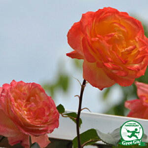 バラ 苗 【つるバラ スペクトラ (CL) 四季咲き】 3年生 接ぎ木 約1.3m 大苗 (長尺苗) アーチ向け 薔薇 ローズ バラ の 苗