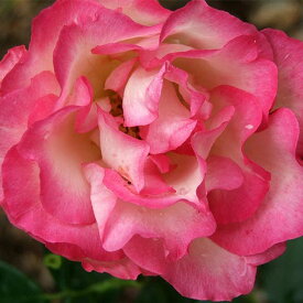 バラ苗 【つるバラ ストロベリーアイス (CL) 四季咲き】 1年生 接ぎ木 新苗 アーチ向け 薔薇 ローズ バラ の 苗