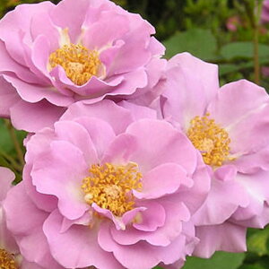 JԌ㋭芔 ԉȂ o c y (FL)  lG炫z 1N ڂ Vc KN [Y o  c