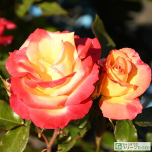 o c yo `[Xg (CL) Ԃ炫z 2N ڂؑc A[` KN [Y o  c