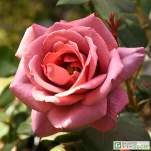 OUTLET ROSE [yVs̔]o c yo ubNeB[ (CL)  Ԃ炫z 2N ڂؑc A[` KN [Y o  c