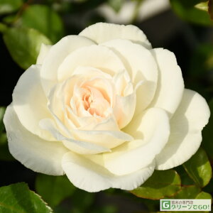 o c yACXo[O (FL)  lG炫z 2N ڂؑc KN [Y o  c