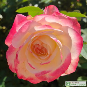 o c yWrfvZXhiR (FL)  lG炫z 2N ڂؑc KN [Y o  c