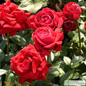 o c yCObho[O} (HT)  lG炫z 2N ڂؑc KN [Y o  c