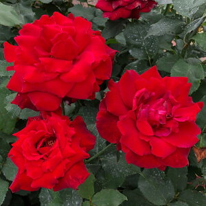 OUTLET ROSE [yVs̔]o c yL~A (HT)  lG炫z 2N ڂؑc KN [Y o  c
