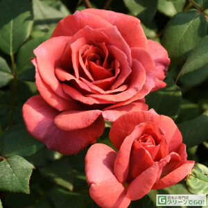 o c yubNeB[ (HT)  lG炫z 2N ڂؑc KN [Y o  c