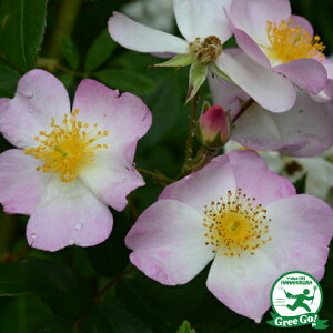 OUTLET ROSE [yVs̔]o c ytVX E X^[ (old) I[h[Y  G炫z 2N ڂؑc KN [Y o  c