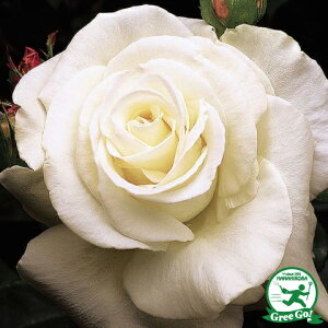 o c yW F PlfB (HT)  lG炫z 2N ڂؑc KN [Y o  c