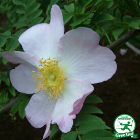 楽天市場 山椒薔薇の通販