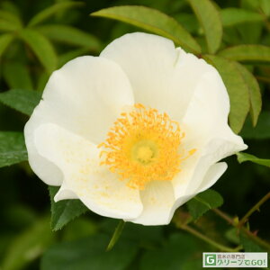 JԌ㋭芔 ԉȂ o c yijCo(CL) G炫z vX`bNA A[` KN [Y o  c