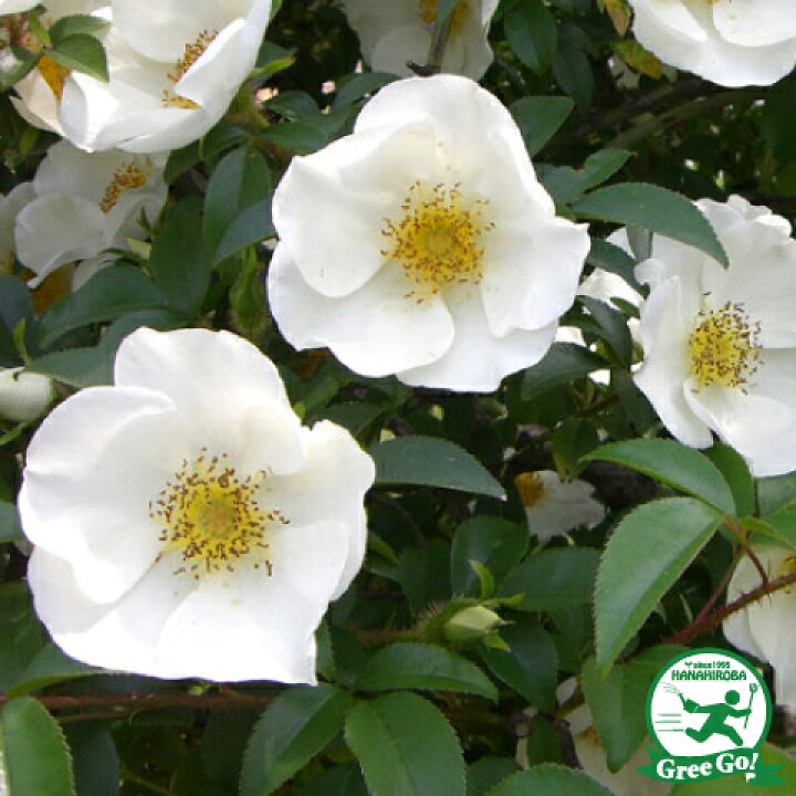 楽天市場 バラ 苗 ナニワイバラ Cl 一季咲き プラスチック鉢植え アーチ向け 薔薇 ローズ バラ の 苗 苗木の専門店 グリーンでｇｏ