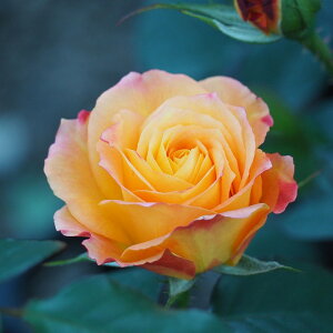 o c yAltN (FL) z 2N ڂ c KN [Y o  c