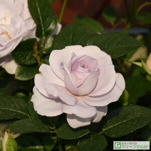 o c yu[CpX (FL)  lG炫z2N ڂؑc KN [Y