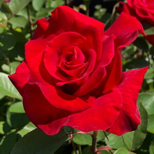 o c yA[lXg H [X (HT) z 2N ڂؑc KN [Y oc