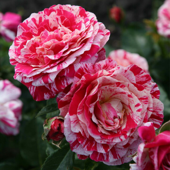楽天市場 バラ 苗 京成 トイトイトイ Fl 中輪 四季咲き 2年生 接ぎ木大苗 薔薇 ローズ バラ の 苗 京成 バラ 園 苗木の専門店 グリーンでｇｏ