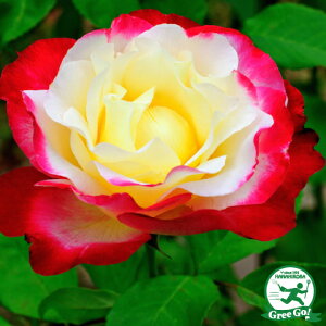 o c yo _ufCg (CL) G炫z 3N ڂ 1.3m c (ڕc) A[` KN [Y o  c