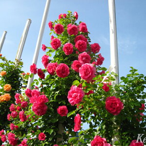 o c  yo [Y (CL)  Ԃ炫z 2N ڂؑc A[` KN [Y o  c  o 