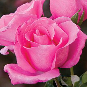 OUTLET ROSE [yVs̔]o c yU}bJ[gj[[Y (HT)  lG炫z 2N ڂؑc KN [Y o  c