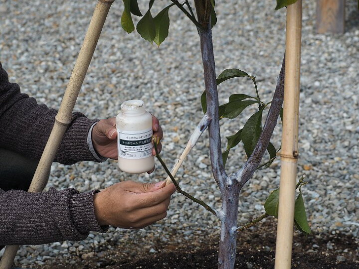 楽天市場 害虫駆除 資材 テッポウムシ 樹脂フィルム 1000mｌ 病害虫予防 園芸用品 ガーデニング 雑貨 苗木の専門店 グリーンでｇｏ