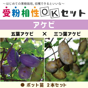  APr c yAPr2i 󕲑OKZbg ܗtAPr × OtAPrz |bgc ×2{Zbg ij[ܕtj ʑ  R c ʎ ʎc  t kCE