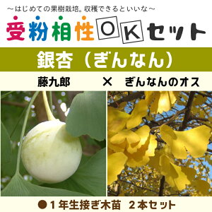 ����Ȃ� �c �y����Ȃ�2�i�� �󕲑���OK�Z�b�g ����Y × ����Ȃ�̃I�X�z 1�N�� �ڂ��ؕc ×2�{�Z�b�g��� �C�`���E �c�� �ʎ� �ʎ��c �C�`���E�̖؎�