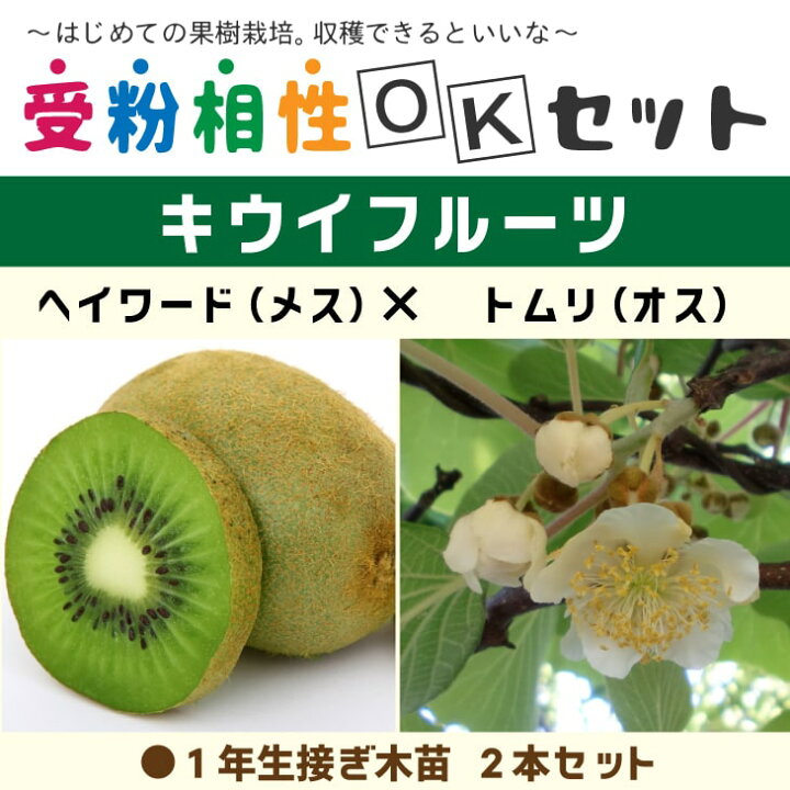 楽天市場 送料無料 キウイ 苗木 キウイ2品種 受粉相性okセット ヘイワード トムリ 1年生 接ぎ木苗 2本セット ニーム小袋付き キウイフルーツ キュウイ 苗 果樹 果樹苗 受粉樹セット 北海道 沖縄は送料無料適用外です 苗木の専門店 グリーンでｇｏ