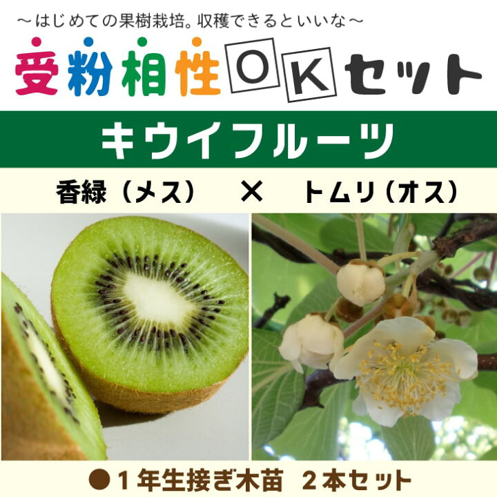 楽天市場】キウイ 苗木 【キウイ2品種 受粉相性OKセット 香緑 × トムリ 