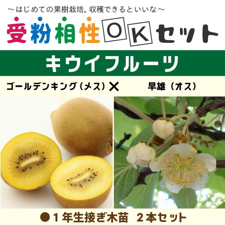 楽天市場 送料無料 キウイ 苗木 キウイ2品種 受粉相性okセット ゴールデンキング 早雄 1年生 接ぎ木苗 2本セット ニーム小袋付き キウイフルーツ キュウイ 苗 果樹 果樹苗 受粉樹セット 北海道 沖縄は送料無料適用外です 苗木の専門店 グリーンでｇｏ