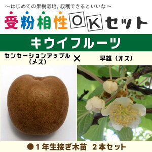 苗 キウイ 苗の人気商品 通販 価格比較 価格 Com
