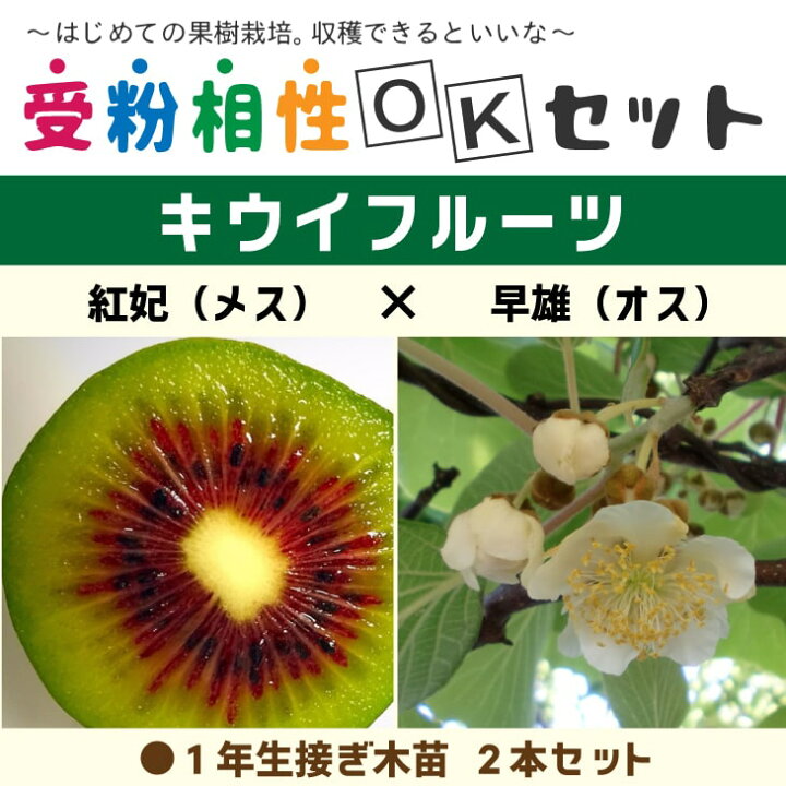 楽天市場】キウイ 苗木 【キウイ2品種 受粉相性OKセット 紅妃 × 早雄 