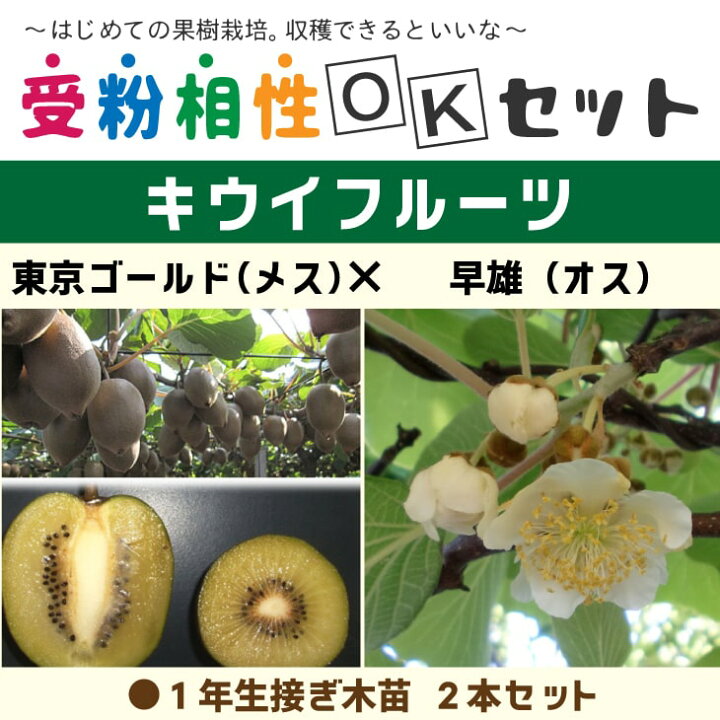 楽天市場 キウイ 苗木 キウイ2品種 受粉相性okセット 東京ゴールド 登録品種 早雄 1年生 接ぎ木苗 2本セットキウイフルーツ キュウイ 苗 果樹 果樹苗 受粉樹セット 苗木の専門店 グリーンでｇｏ