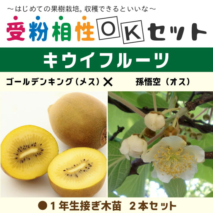 楽天市場 キウイ 苗木 キウイ2品種 受粉相性okセット ゴールデンキング 孫悟空 1年生 接ぎ木苗 2本セットキウイフルーツ キュウイ 苗 果樹 果樹苗 受粉樹セット 苗木の専門店 グリーンでｇｏ