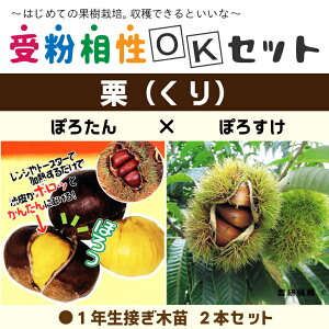 苗 栗 苗木の人気商品 通販 価格比較 価格 Com