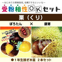 楽天市場】栗 ぽろたん ぽろすけの通販