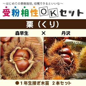 I c yI2i 󕲑OKZbg X × Oz 1N ڂؕc ×2{Zbg c ʎ ʎc 󕲎Zbg