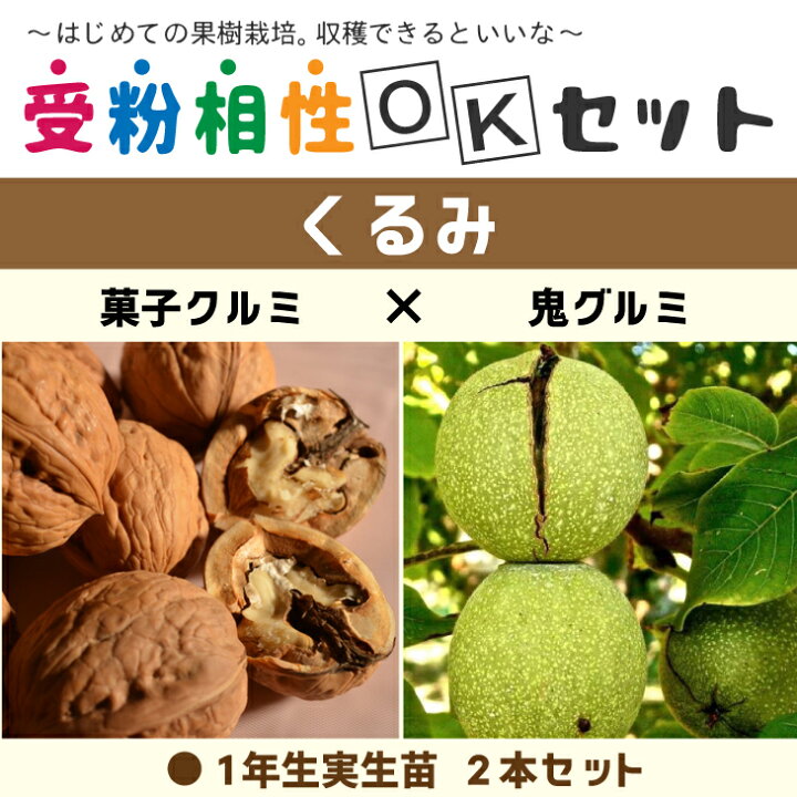 楽天市場】くるみ 苗木 【くるみ2品種 受粉相性OKセット 菓子クルミ 