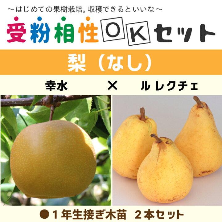 楽天市場】◇送料無料◇ 梨 苗木 【梨2品種 受粉相性OKセット 幸水 