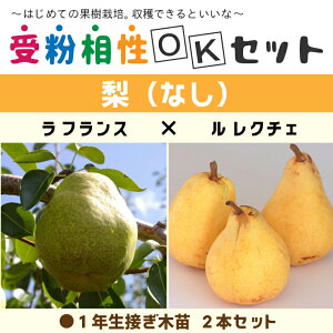  c y2i 󕲑OKZbg  tX ×  N`Fz 1N ڂؕc ×2{ZbgȂ mȂ m c ʎ ʎc