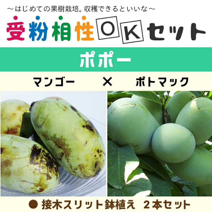 楽天市場】ポポー 苗木 【ポポー2品種 受粉相性OKセット マンゴー 