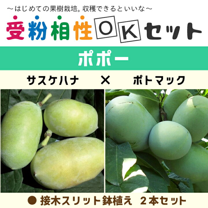 楽天市場 ポポー 苗木 ポポー2品種 受粉相性okセット サスケハナ ポトマック 接ぎ木 スリット鉢植え 2本セットポーポー 珍果 苗 果樹 果樹苗 苗木の専門店 グリーンでgo 楽天市場 ポポー 苗木 ポポー2品種 受粉相性okセット サスケハナ ポトマック 接ぎ木 スリット鉢植え 2本セットポーポー 珍果 苗 果樹 果樹苗 苗木の専門店 グリーンでgo