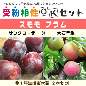 楽天市場 果物の苗物 種類 植物 プラム 苗物 ガーデニング 農業 花 ガーデン Diyの通販