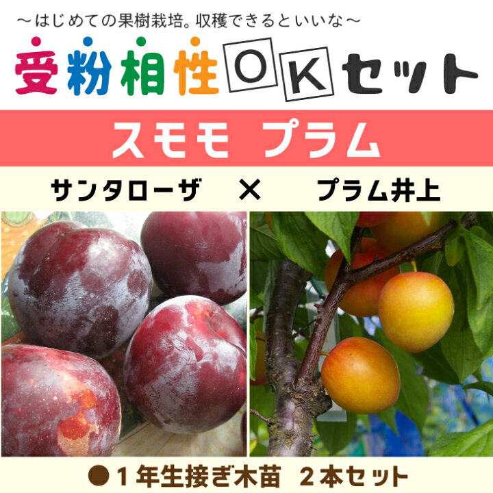楽天市場 スモモ プラム 苗 スモモ プラム2品種 受粉相性okセット サンタローザ プラム井上 1年生 接ぎ木苗 2本セット李 苗 果樹 果樹苗 苗木の専門店 グリーンでｇｏ