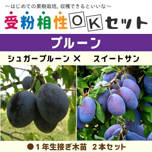 プルーン 苗の人気商品 通販 価格比較 価格 Com