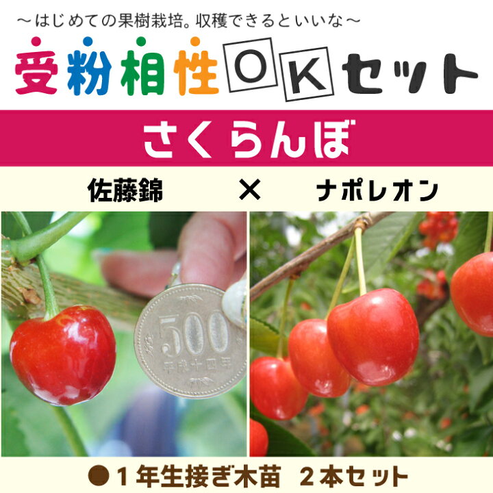 楽天市場】◇送料無料◇ さくらんぼ 苗木 【さくらんぼ2品種 受粉相性 