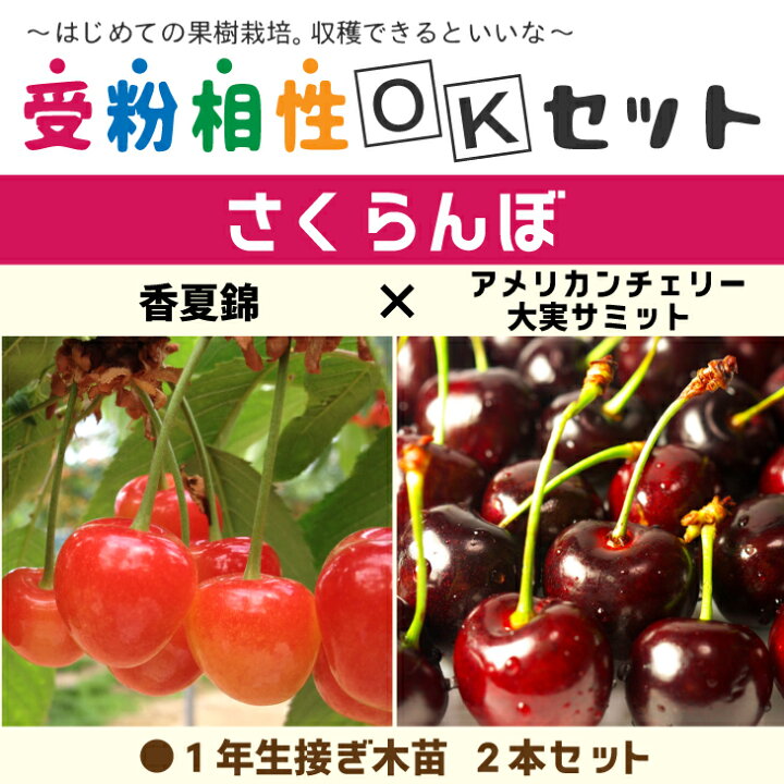 楽天市場】さくらんぼ 苗木 【さくらんぼ2品種 受粉相性OKセット 香夏 