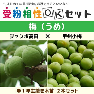  ~ c y~2i 󕲑OKZbg W{c × bB~z 1N ڂؕc ×2{Zbg ij[ܕtj  c ʎ ʎc kCE͑KpOłB